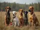 die-bewertung-von-jagdhunden-auf-punkte-das-muss-man-wissen