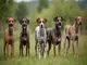 gefleckt-und-erfolgreich-die-besonderheiten-der-gefleckten-jagdhunde