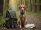 jagdhund-auf-englisch-die-wichtigsten-begriffe-fuer-jaeger