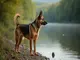 jagdhund-und-wasser-tipps-fuer-die-ausbildung-zum-wasserhund