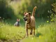 kampf-der-instinkte-wenn-hunde-hasen-jagen