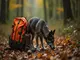 professionelle-nachsuche-wie-jagdhunde-bei-der-suche-nach-erlegtem-wild-helfen